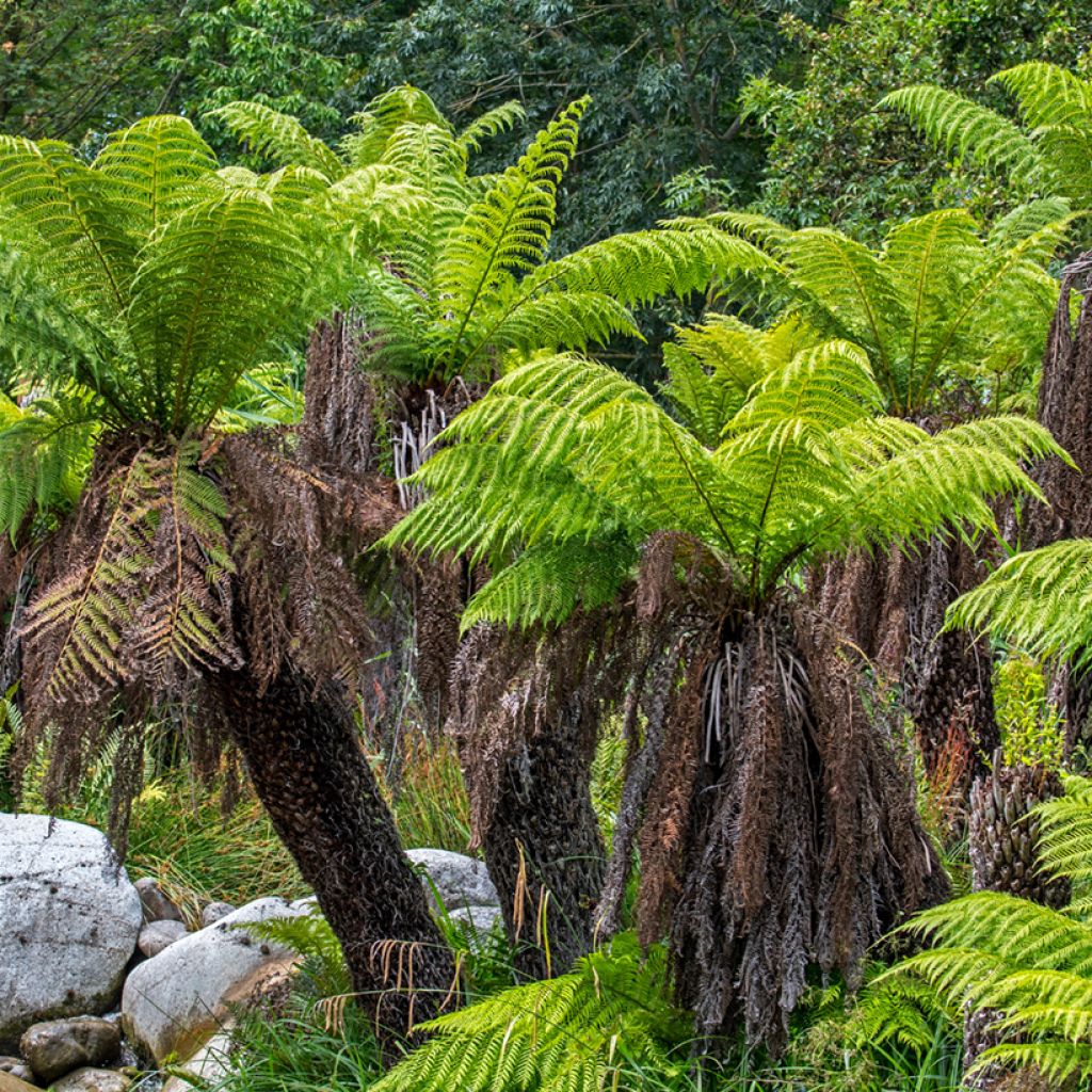 Dicksonia antarctica - Tree Fern