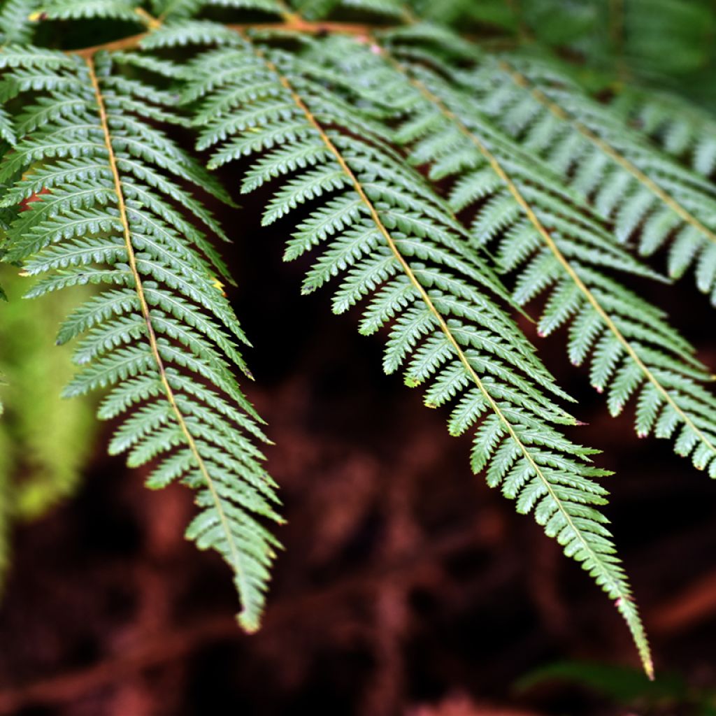Dicksonia fibrosa - New Zealand Tree Fern