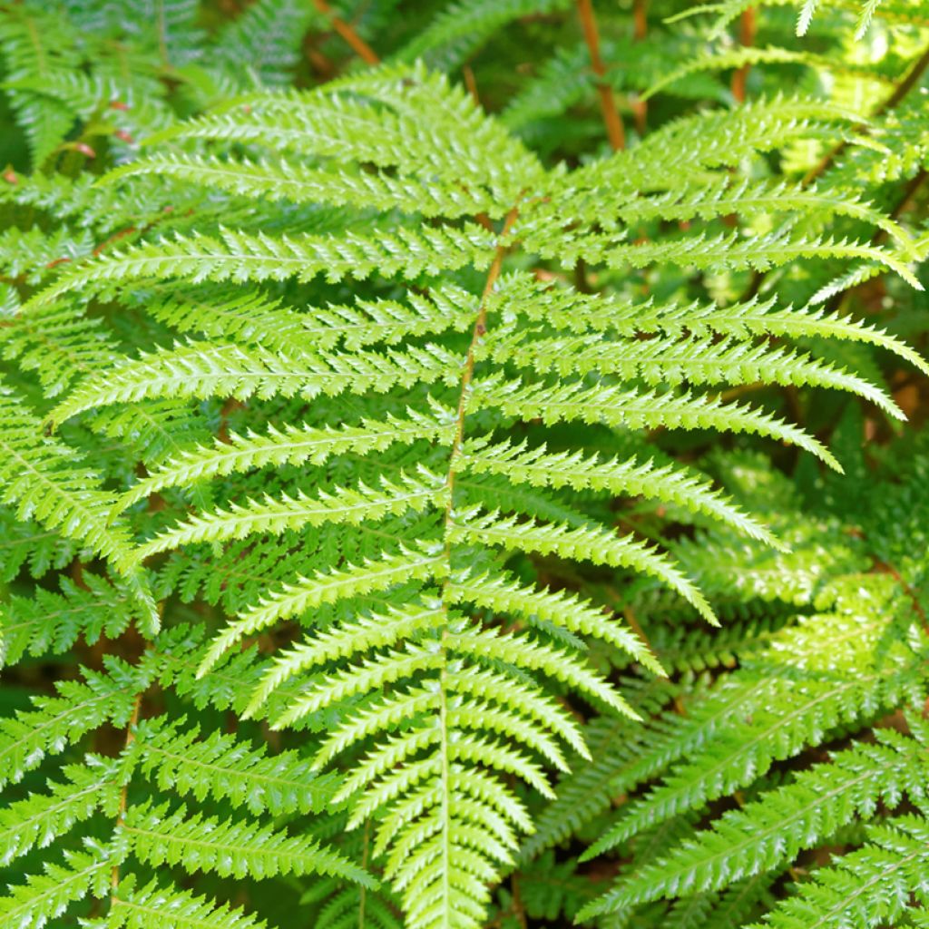 Dicksonia fibrosa - New Zealand Tree Fern