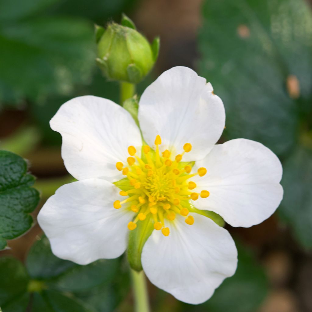 Fragaria chiloensis