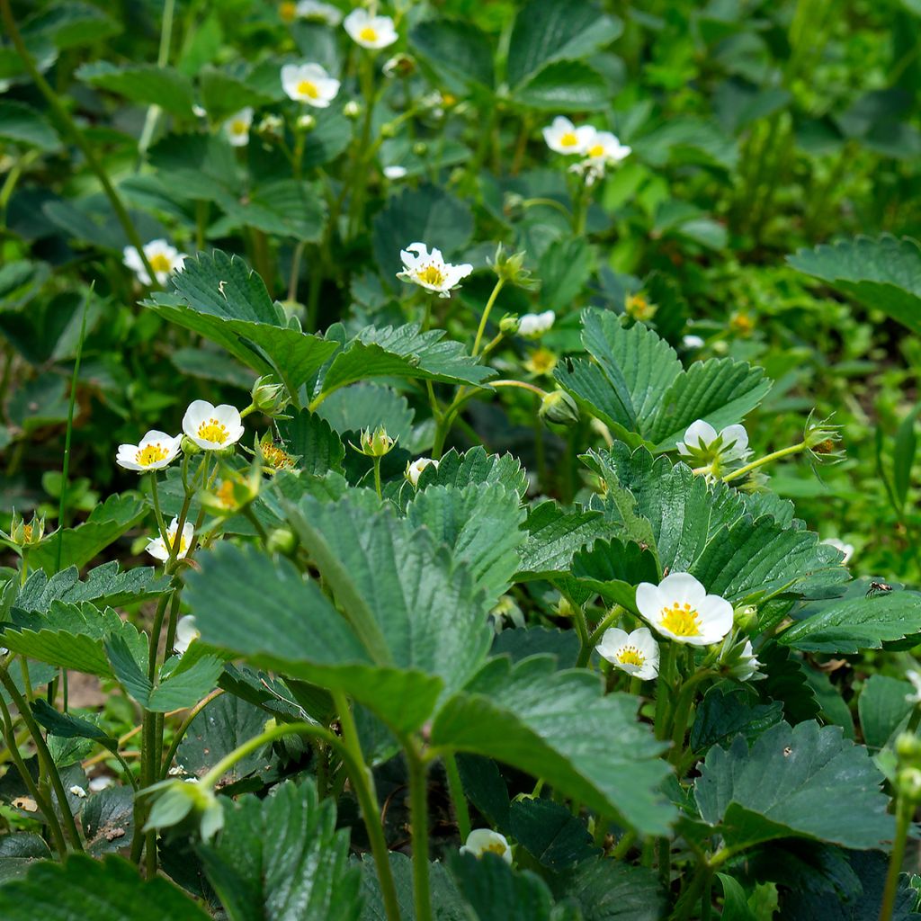 Fragaria chiloensis