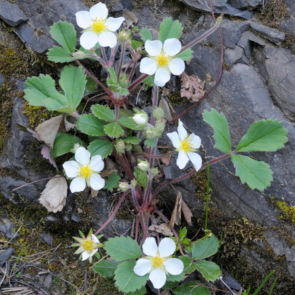 Fragaria chiloensis