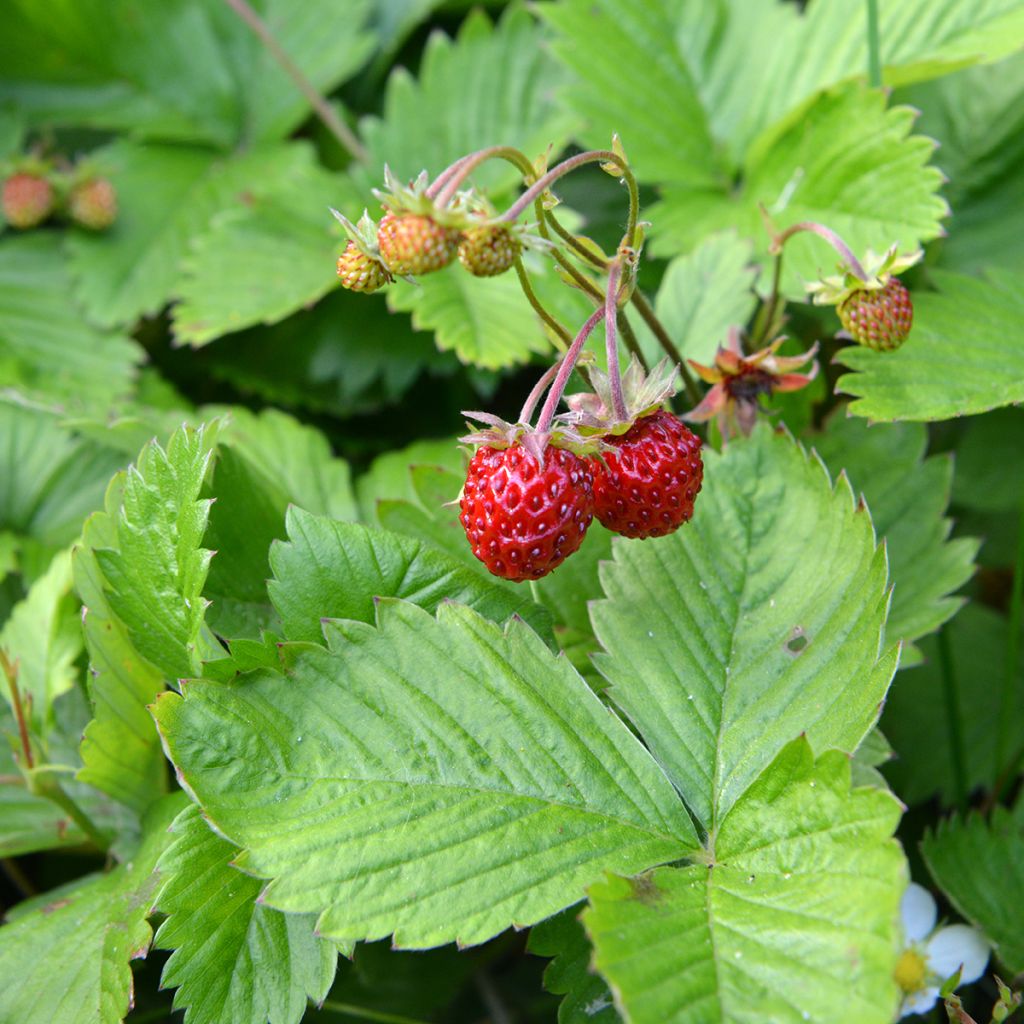 Fragaria chiloensis