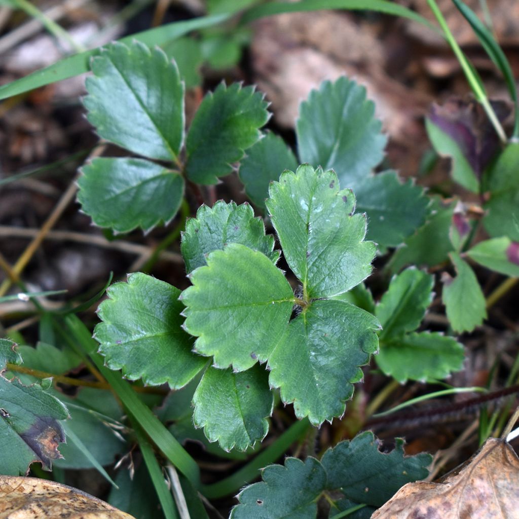 Fragaria chiloensis