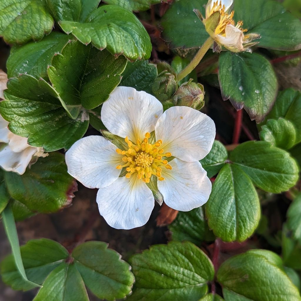 Fragaria chiloensis