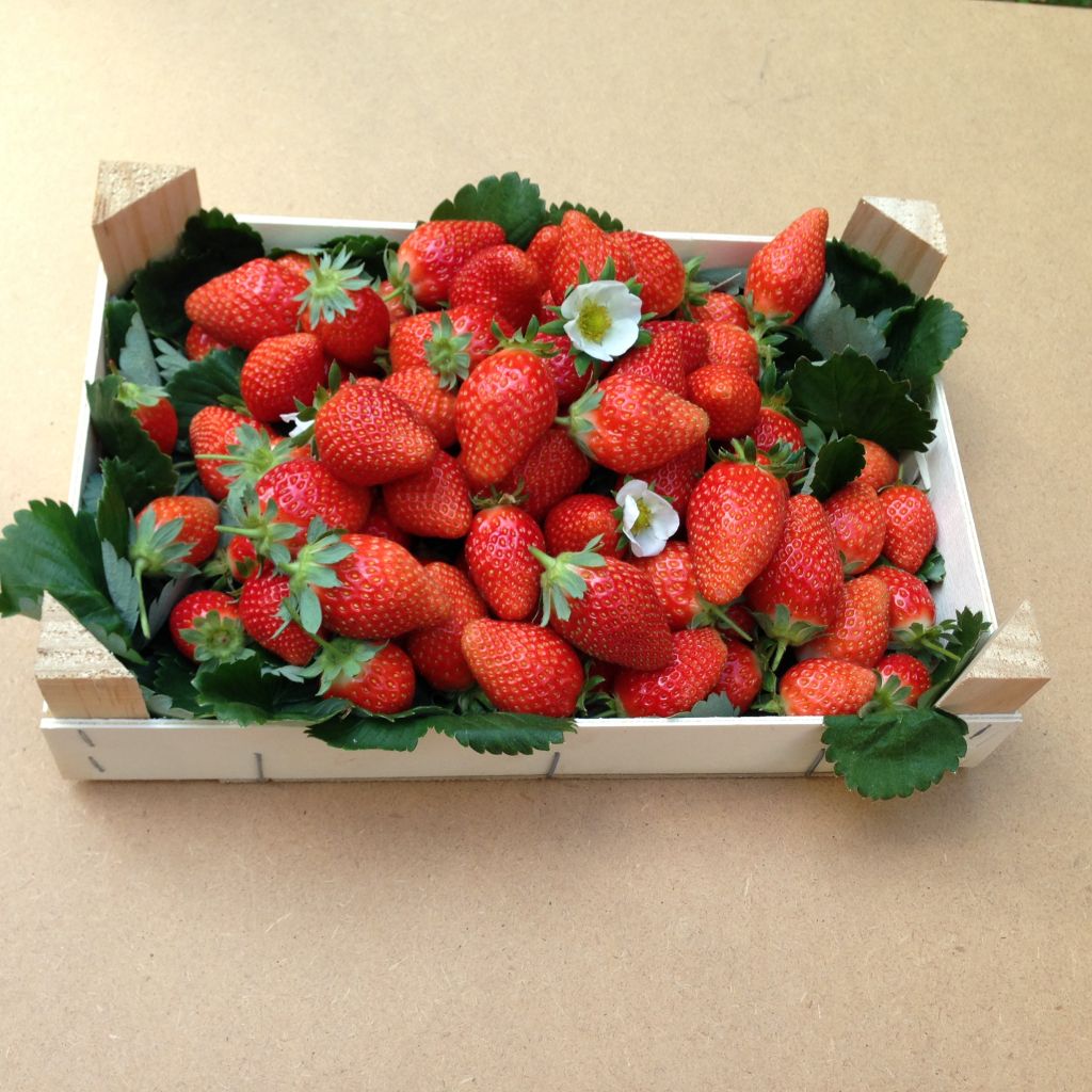 Strawberry Mariguette plants (everbearing) - Fragaria ananassa