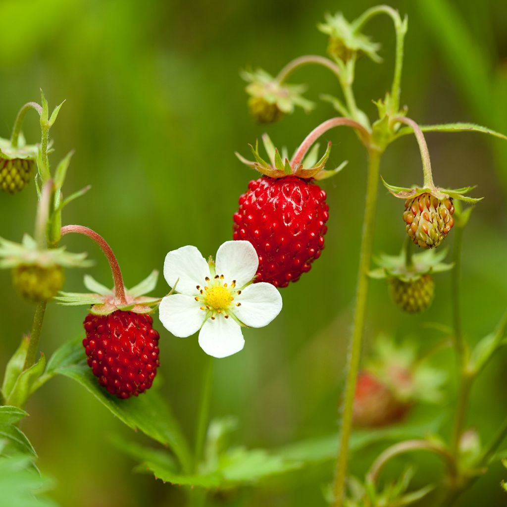 Fragaria vesca