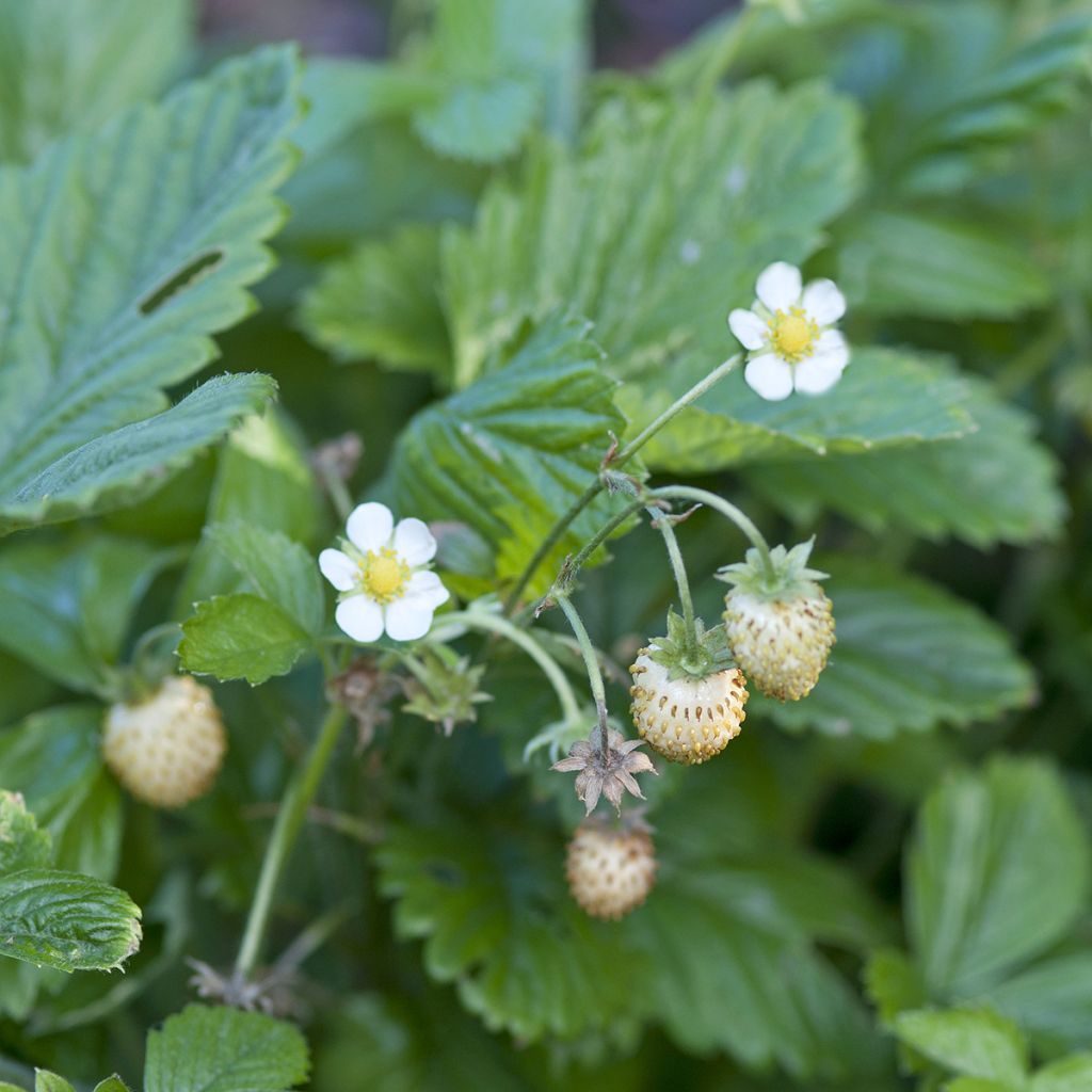 Wild Strawberry Yellow Wonder seeds - Fragaria vesca