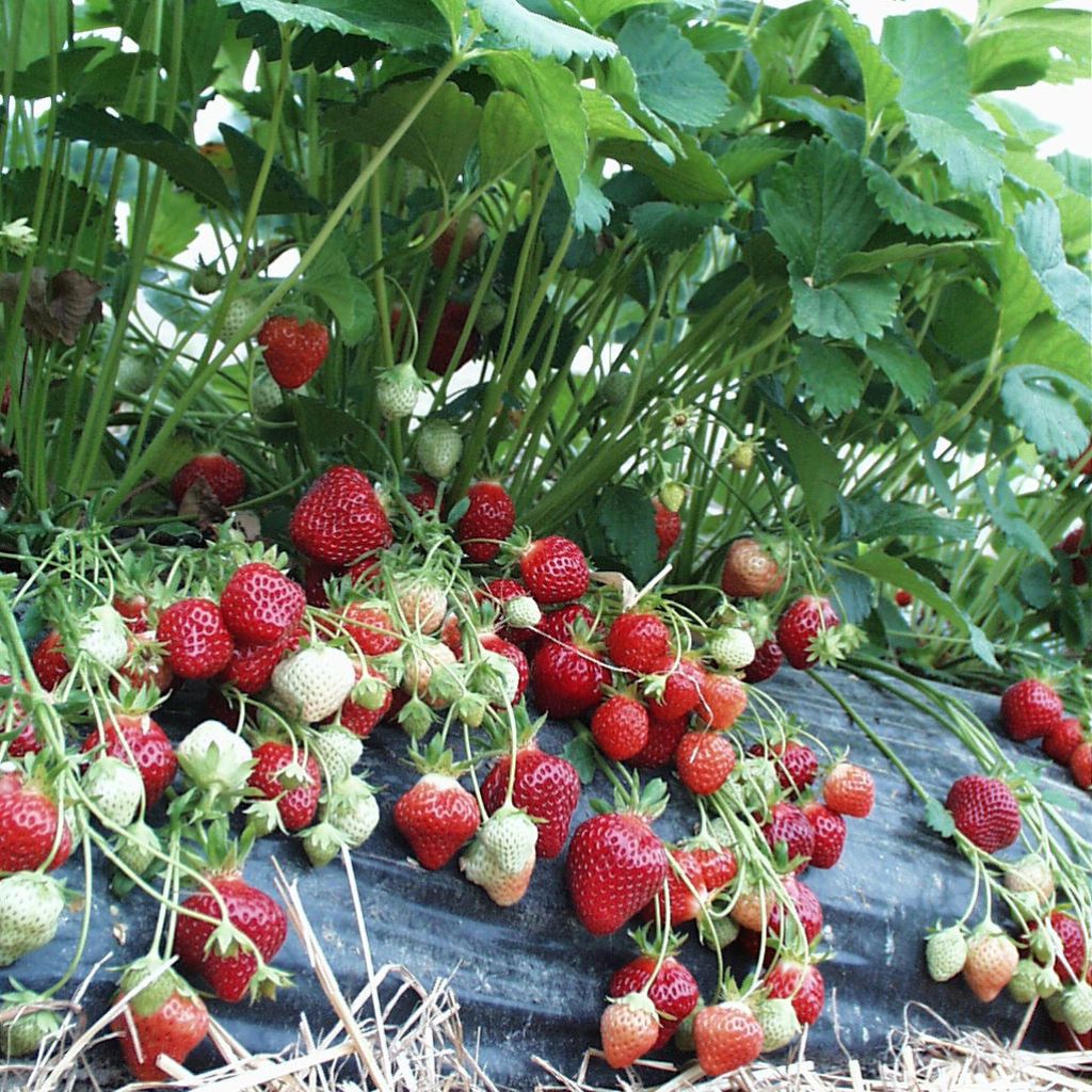 Strawberry Manille - Fragaria ananassa