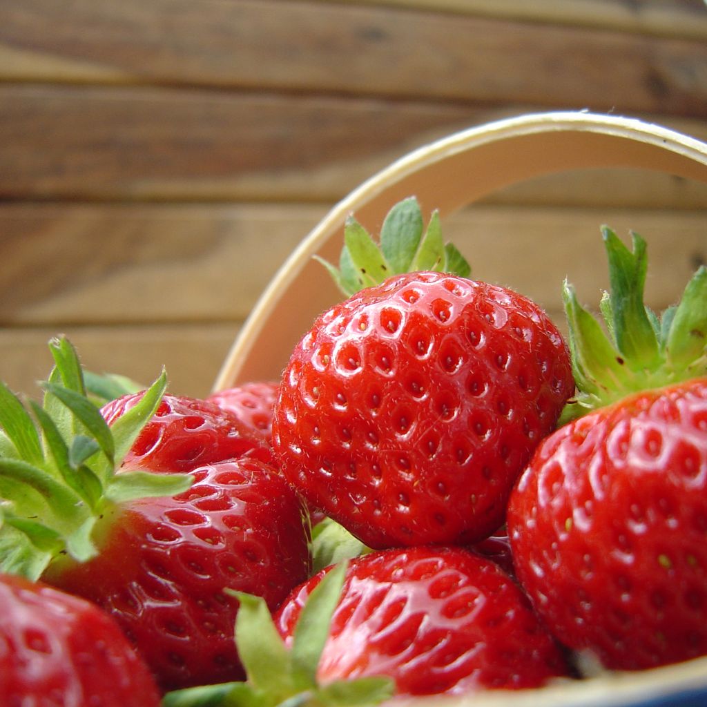 Strawberry Manille - Fragaria ananassa