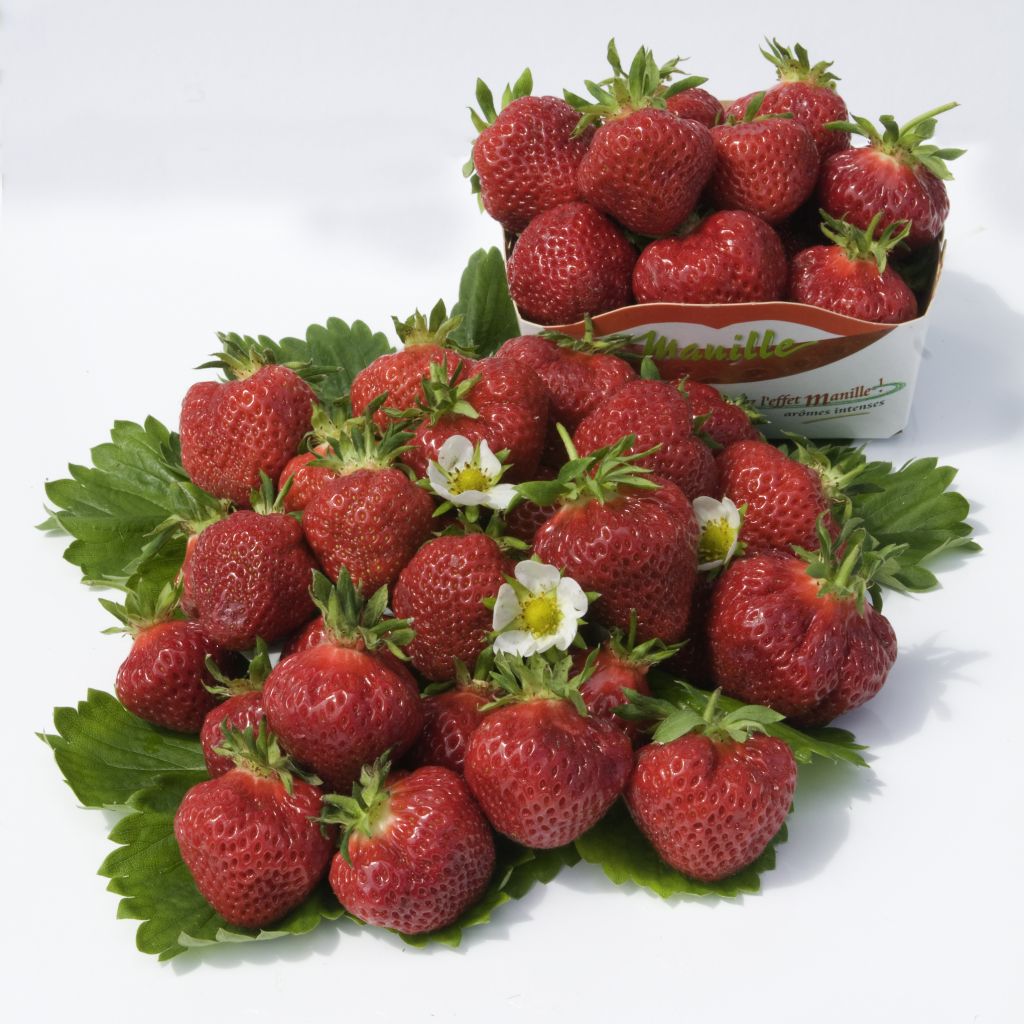 Strawberry Manille - Fragaria ananassa