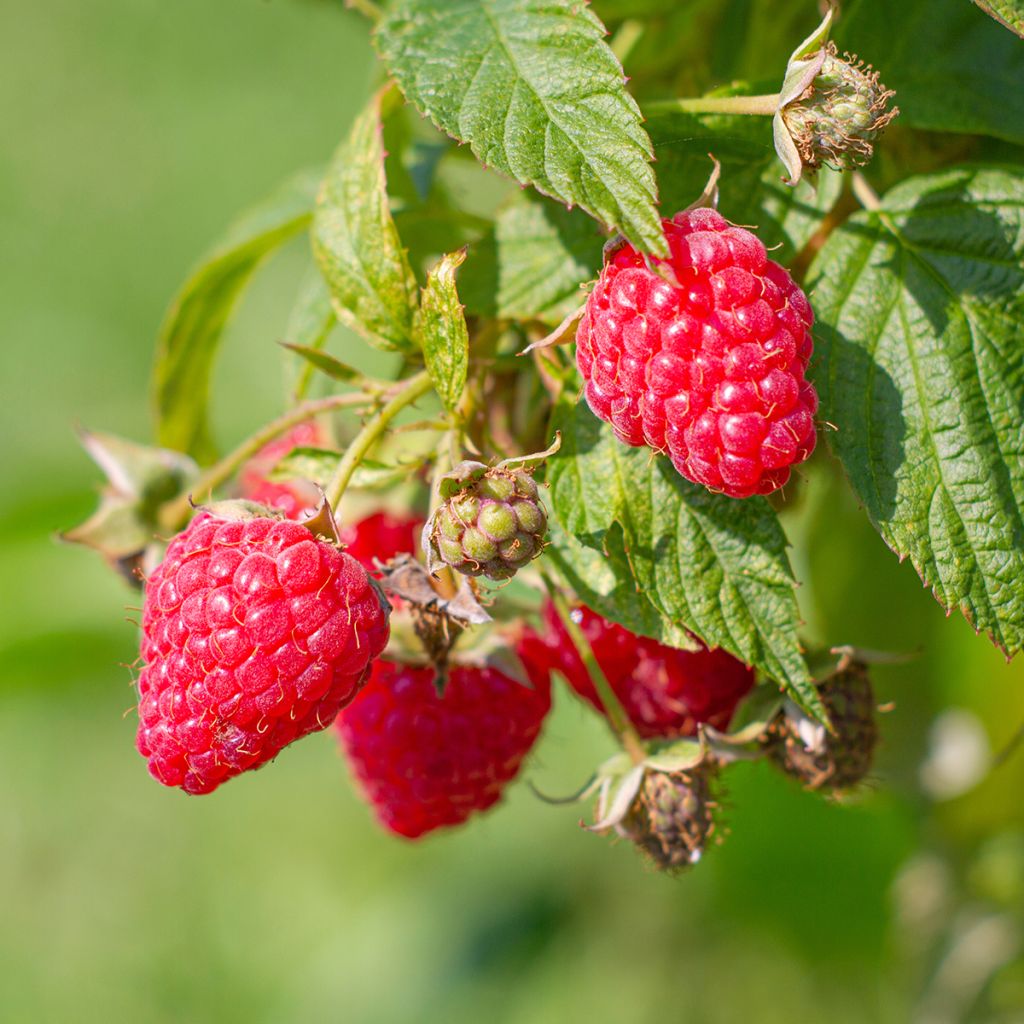 Organic Raspberry Malling Promise- Rubus idaeus