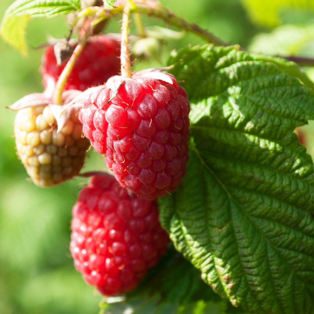 Raspberry Summer Chef - Rubus idaeus