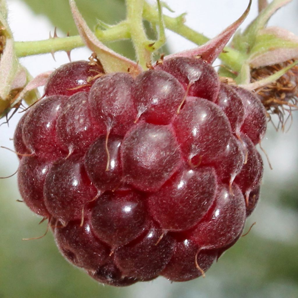 Raspberry Malling Passion - Rubus idaeus