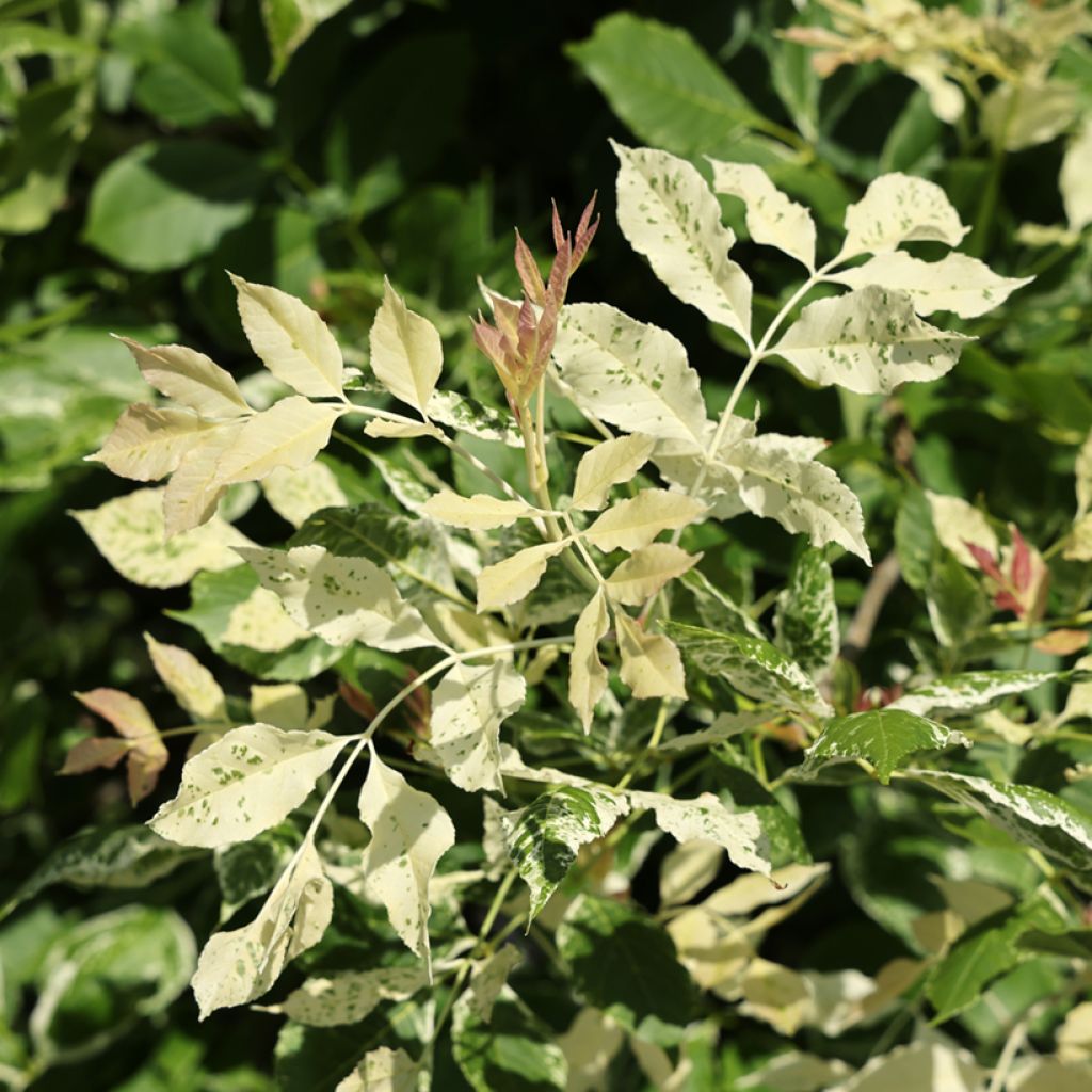 Fraxinus americana Hunky Punk - American Ash