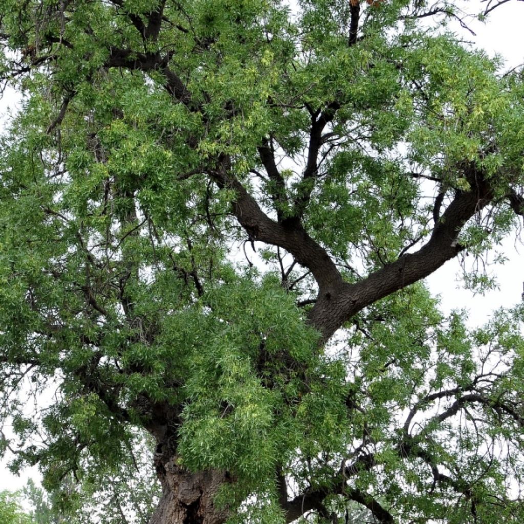 Frêne - Fraxinus angustifolia Raywood