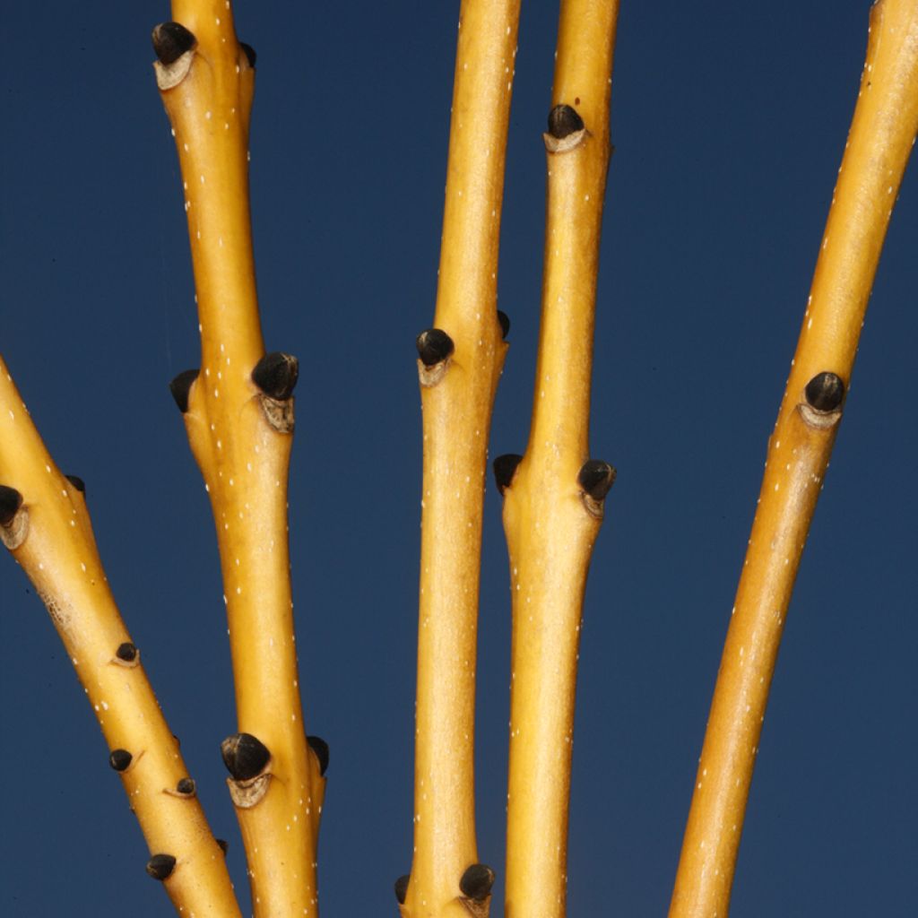 Fraxinus excelsior Allgold - Common Ash