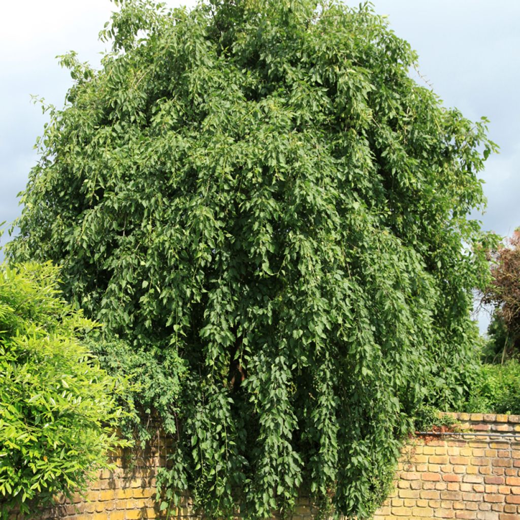 Fraxinus excelsior Heterophylla Pendula - Weeping ash