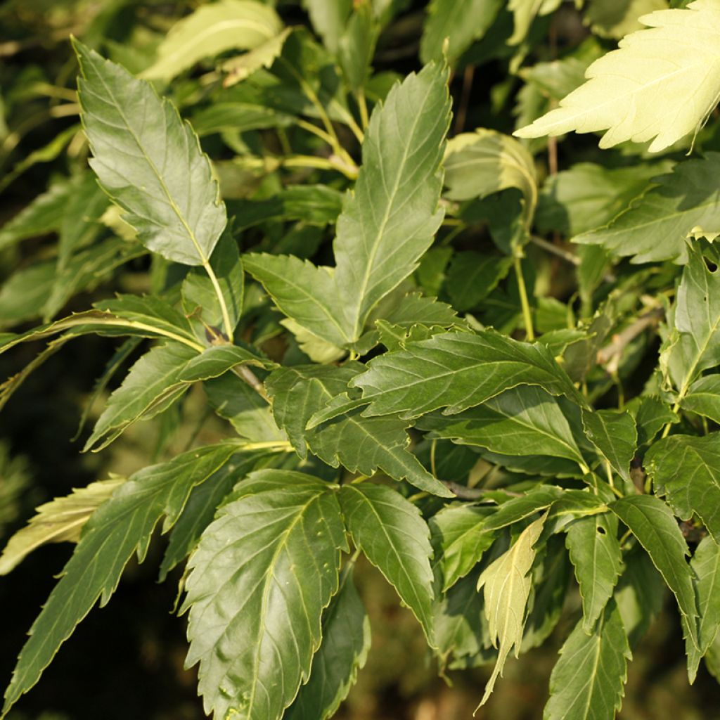 Fraxinus excelsior Zygmunt Krasiński - Ash