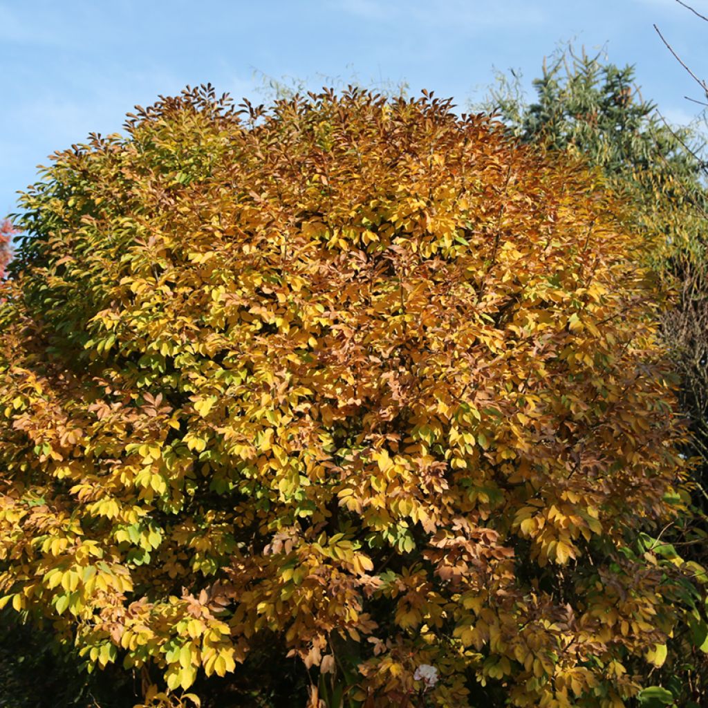 Fraxinus ornus Mecsek - Manna ash