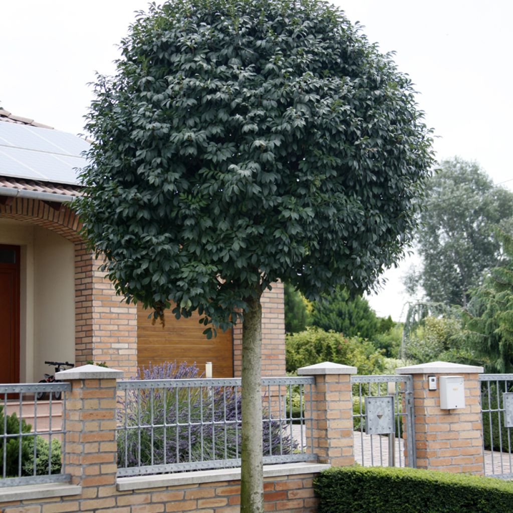 Fraxinus ornus Mecsek - Manna ash