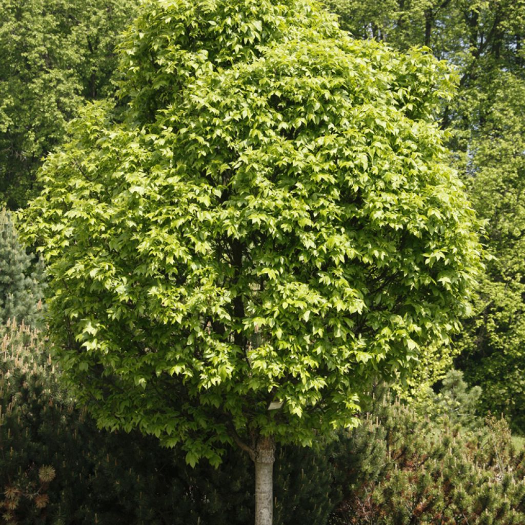 Fraxinus pennsylvanica Crispa - Green ash