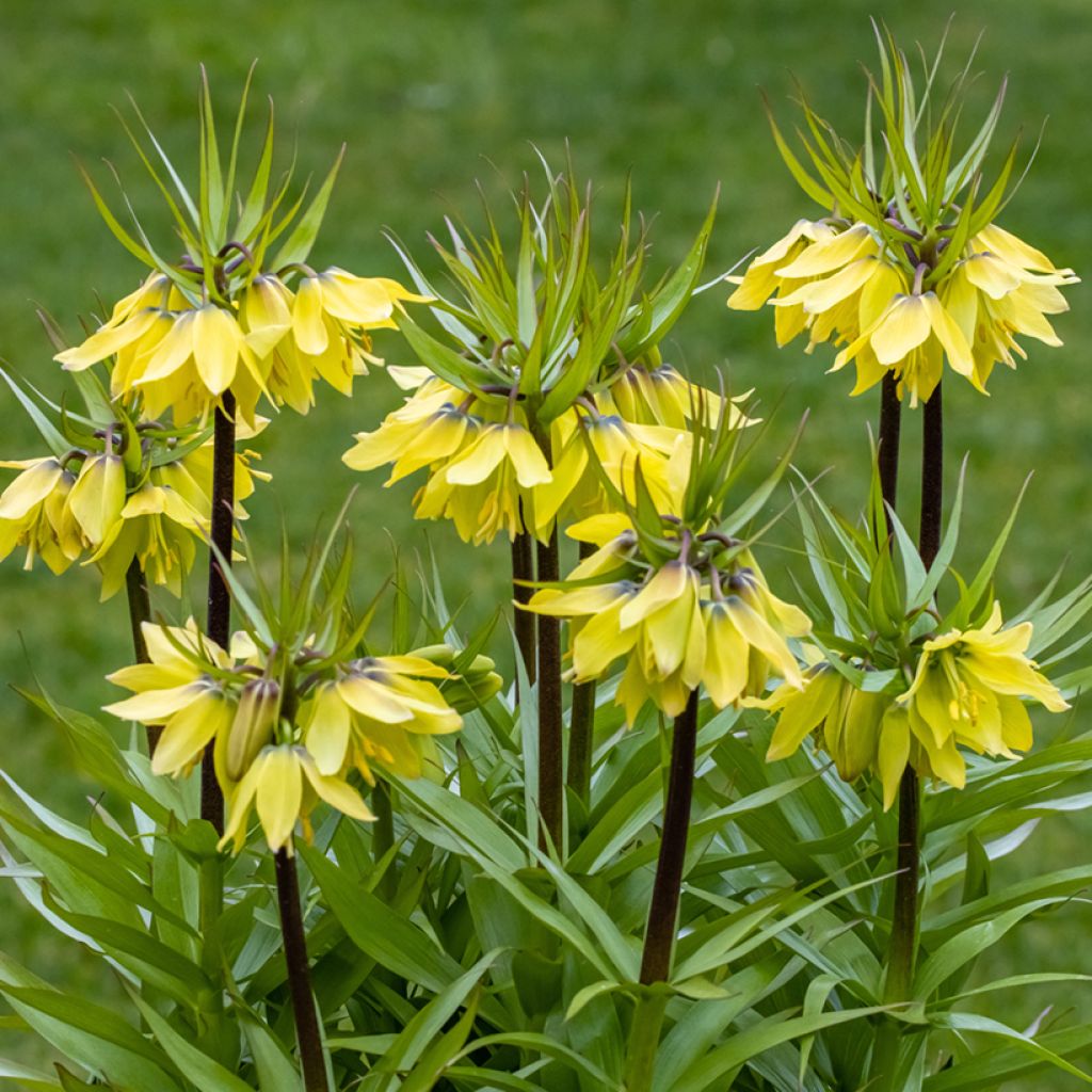 Fritillaria 'Early Sensation'