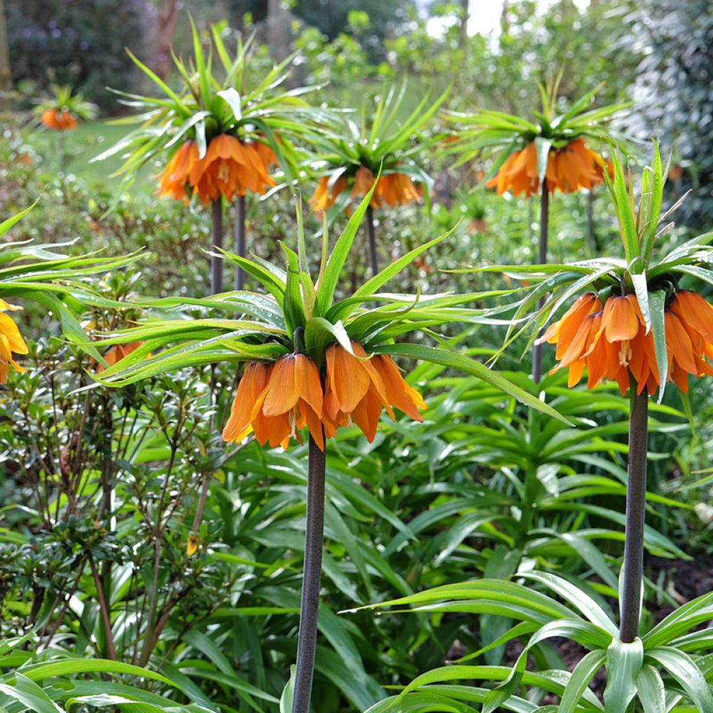 Fritillaria imperialis Sunset 