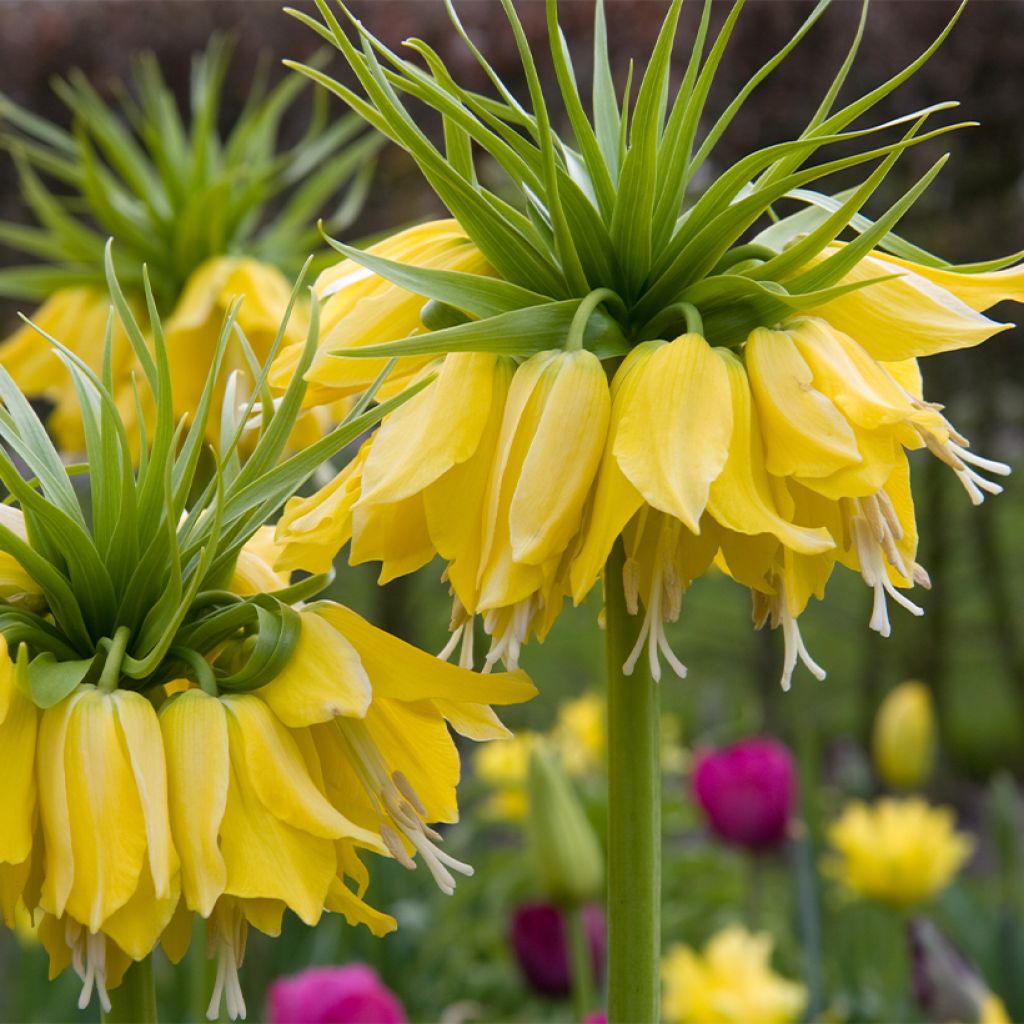Fritillaria imperialis Lutea