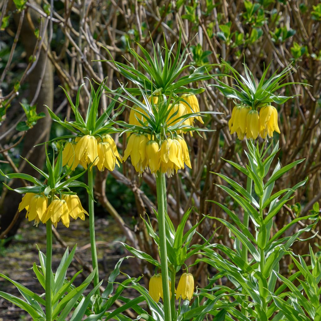 Fritillaria imperialis Lutea