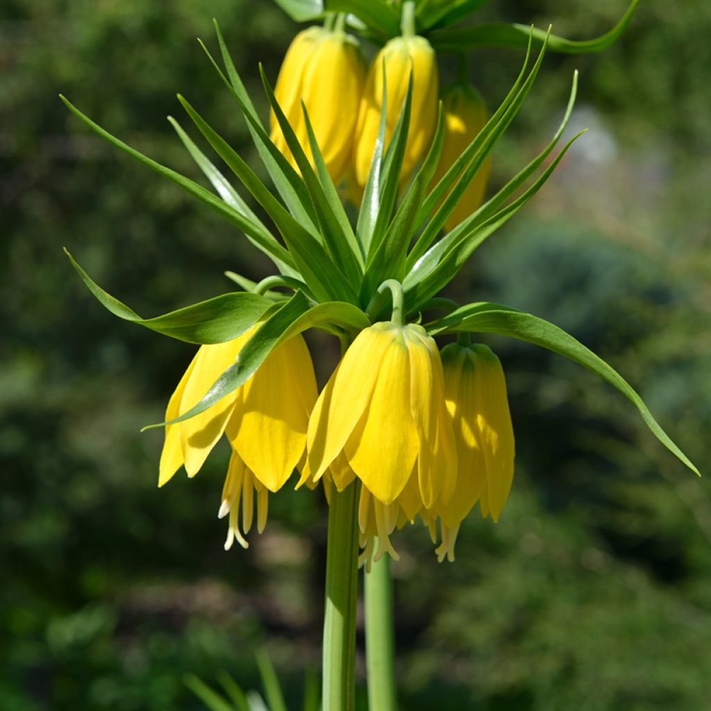 Fritillaria imperialis Lutea