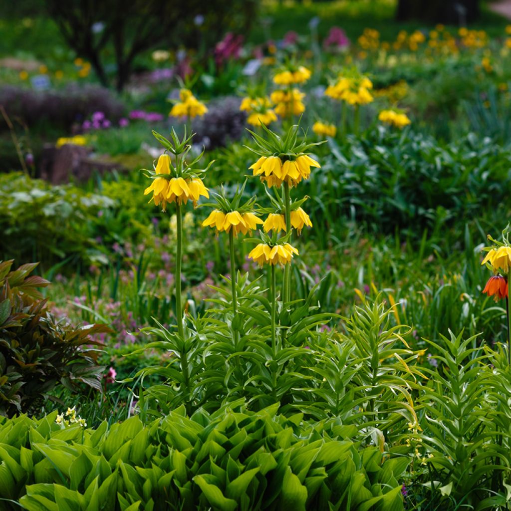 Fritillaria imperialis Lutea