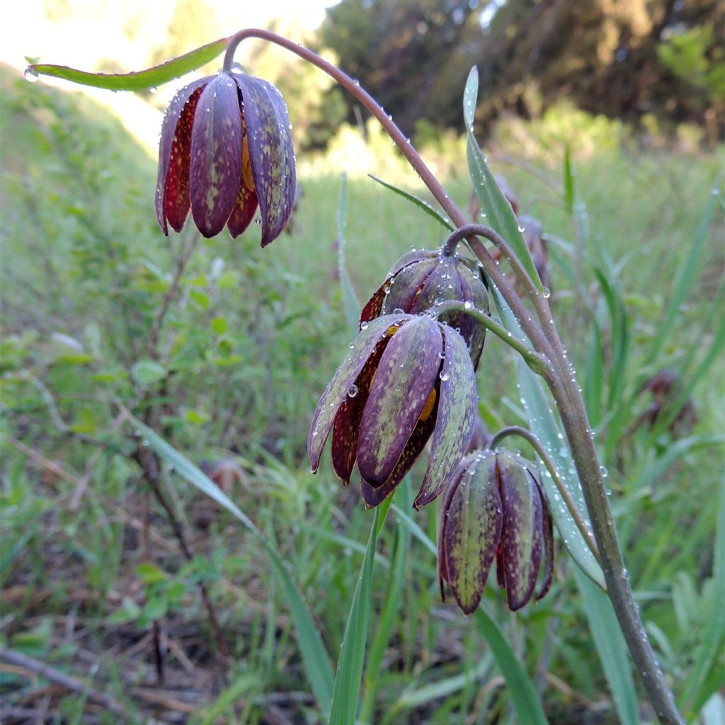 Fritillaria crassifolia ssp crassifolia - Fritillaire botanique