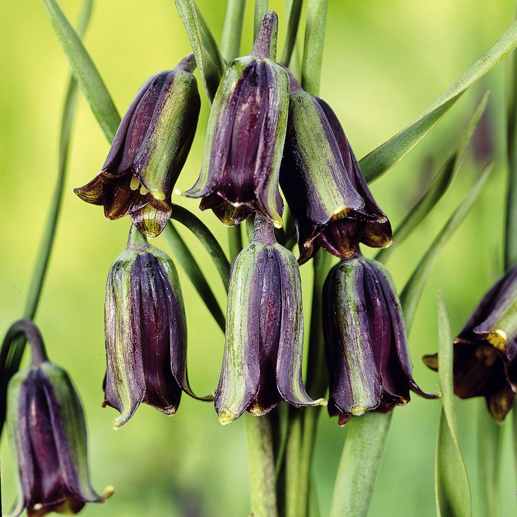 Fritillaria elwesii