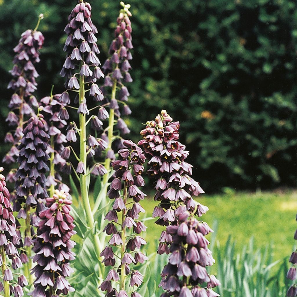 Fritillaria persica