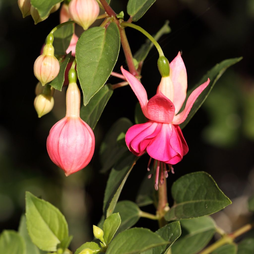 Fuchsia Retombant Bella Rosella