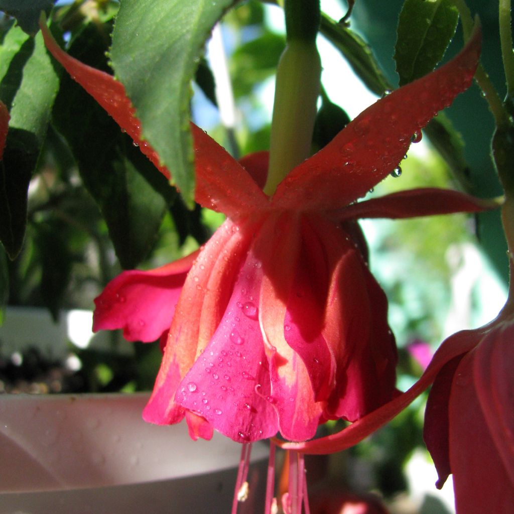  Fuchsia Bicentennial - Trailing Fuchsia