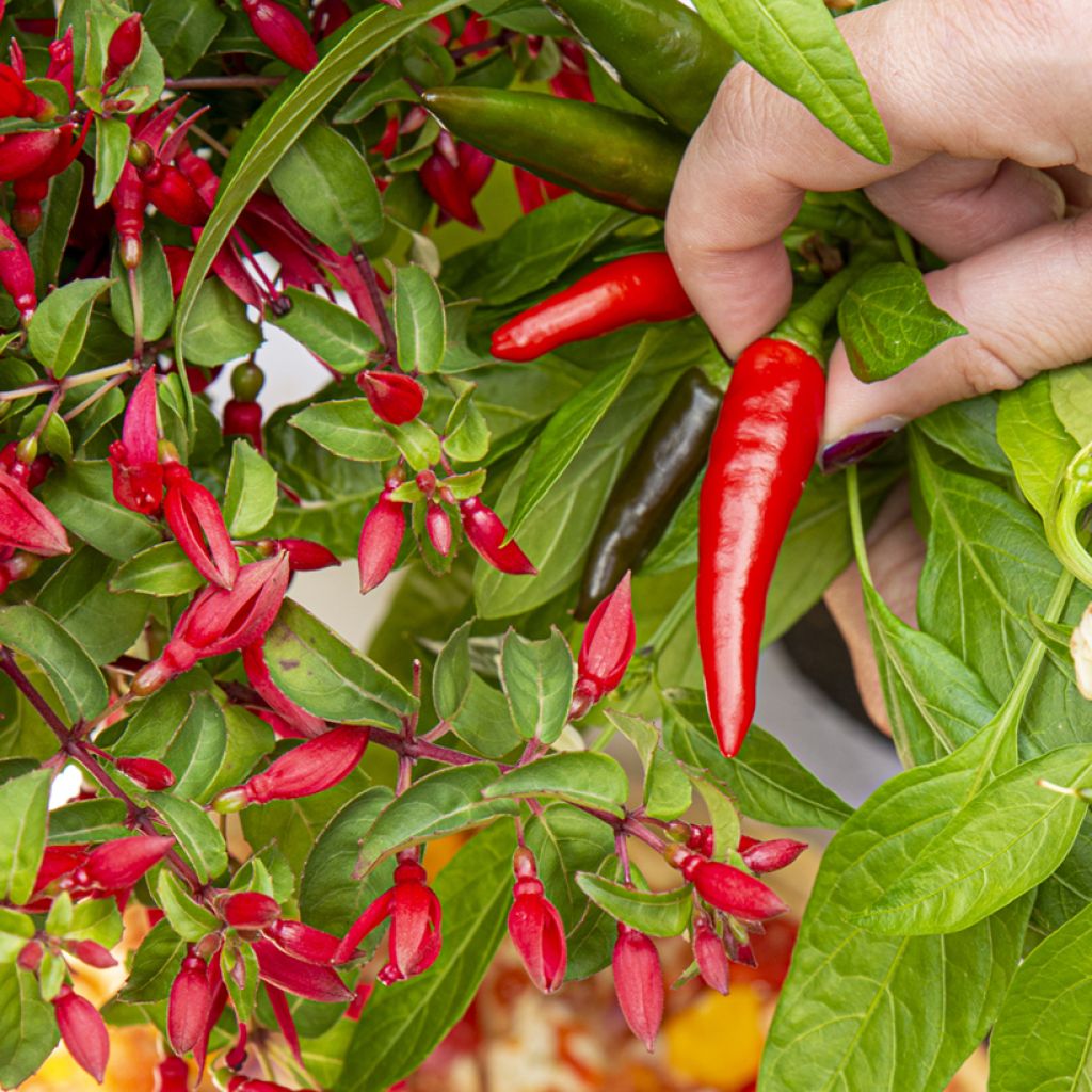 Fuchsia x hybrida Chilli Red