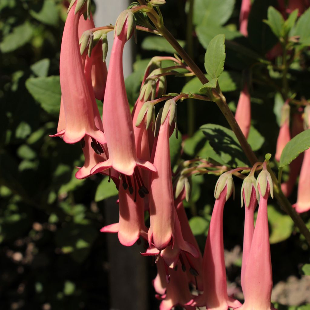 Phygelius aequalis Pink Trumpet - Cape Fuchsia