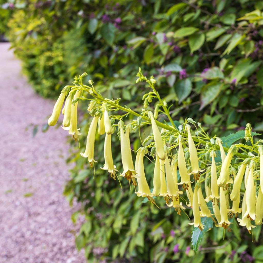 Phygelius Moonraker - Cape Fuchsia