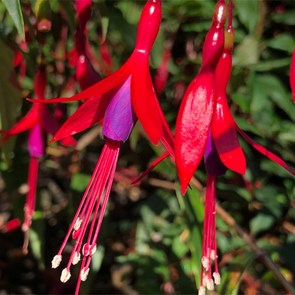 Fuchsia hatschbachii 