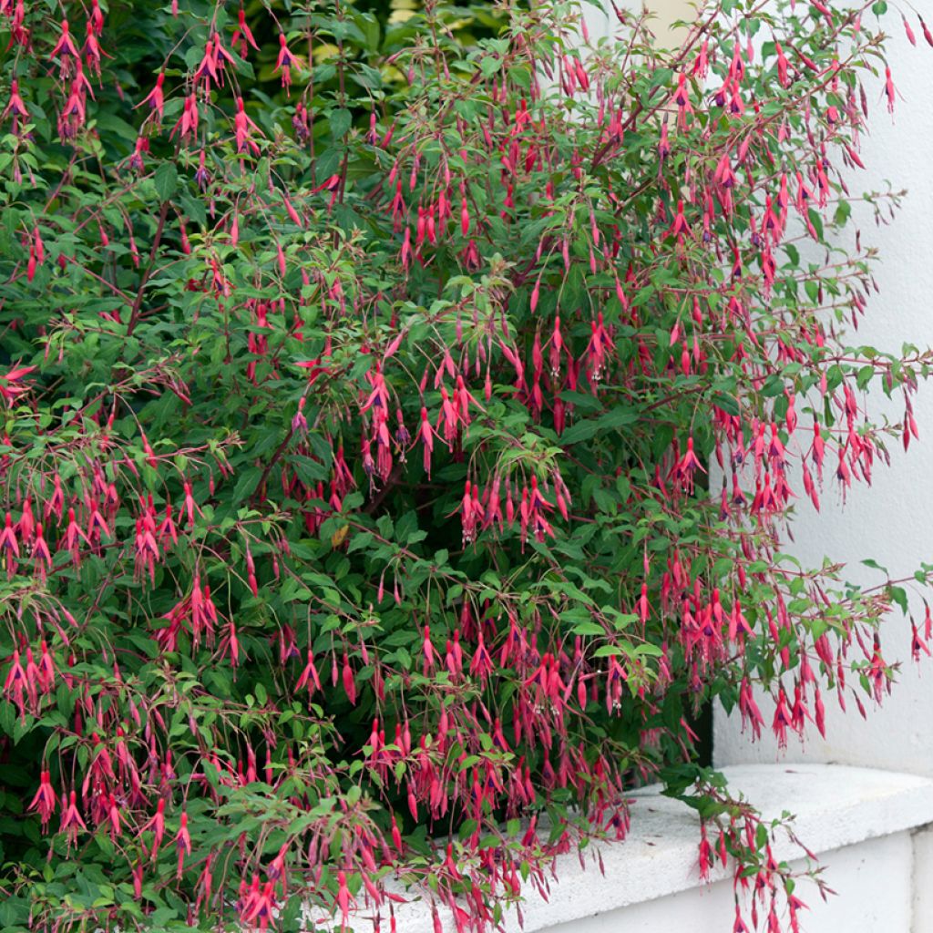 Fuchsia magellanica Riccartonii