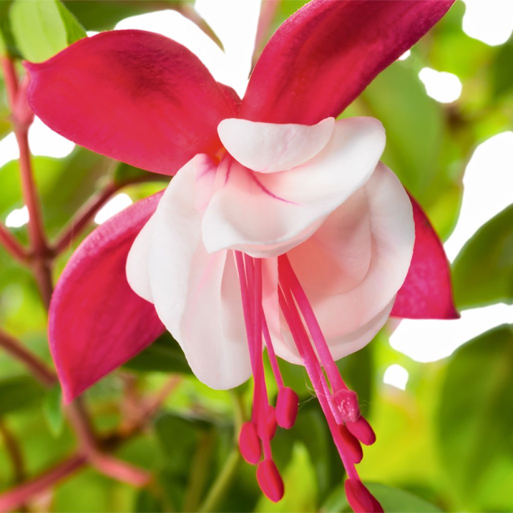 Fuchsia Snowcap