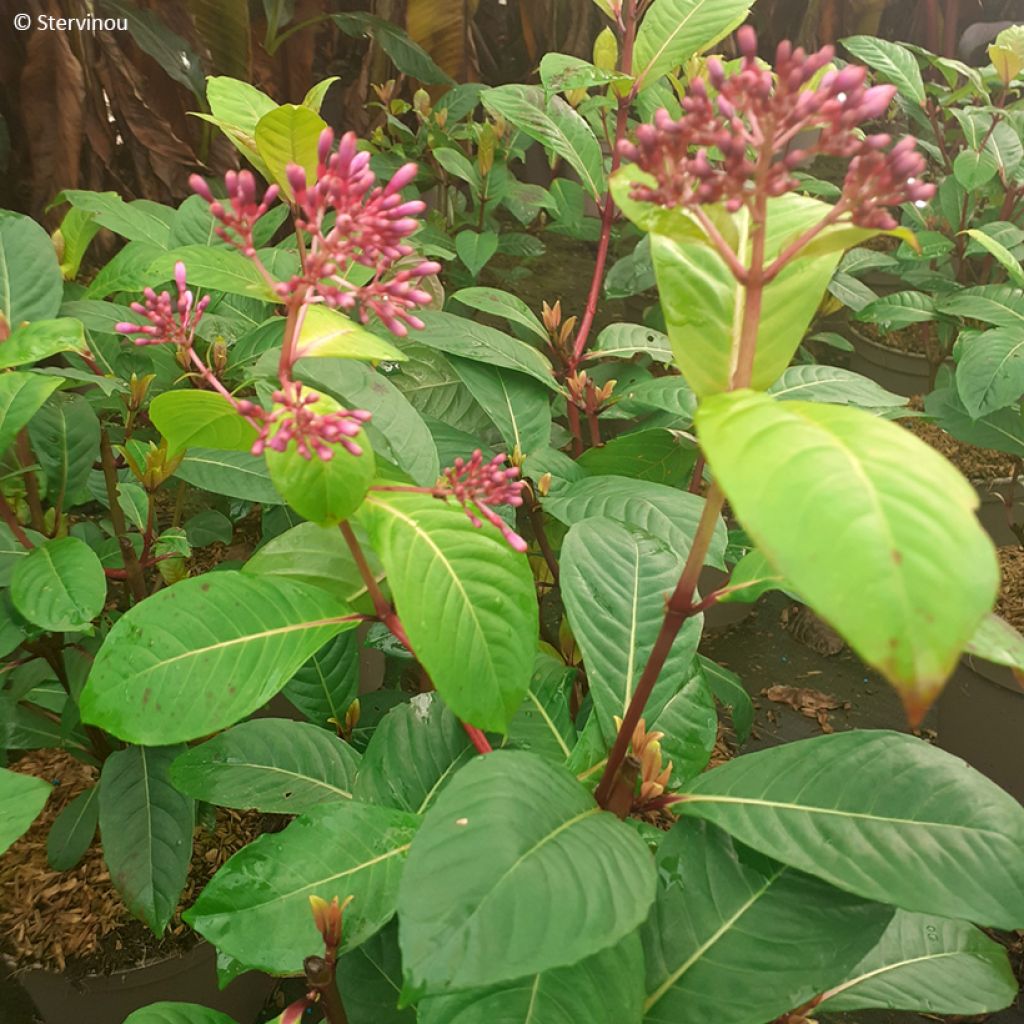 Fuchsia paniculata