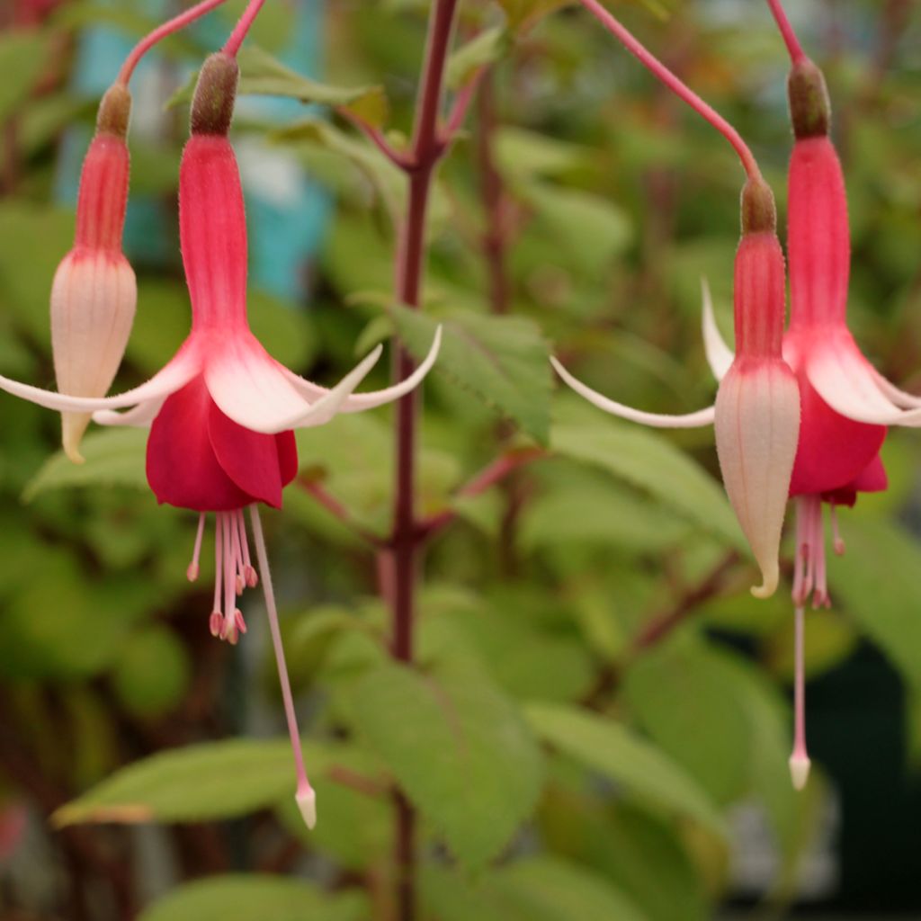 Fuchsia Checkerboard