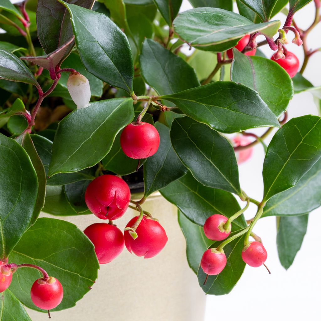 Gaultheria procumbens Gaubi