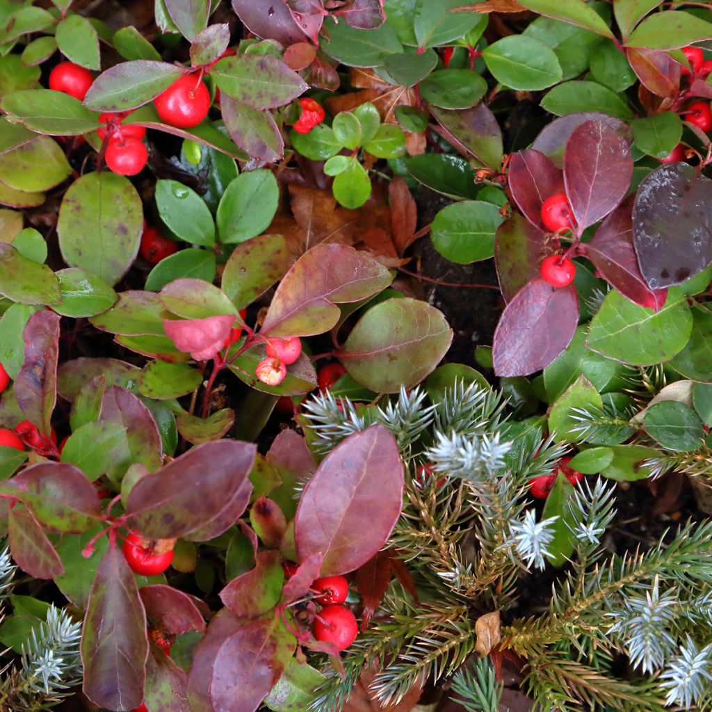 Gaultheria procumbens Gaubi