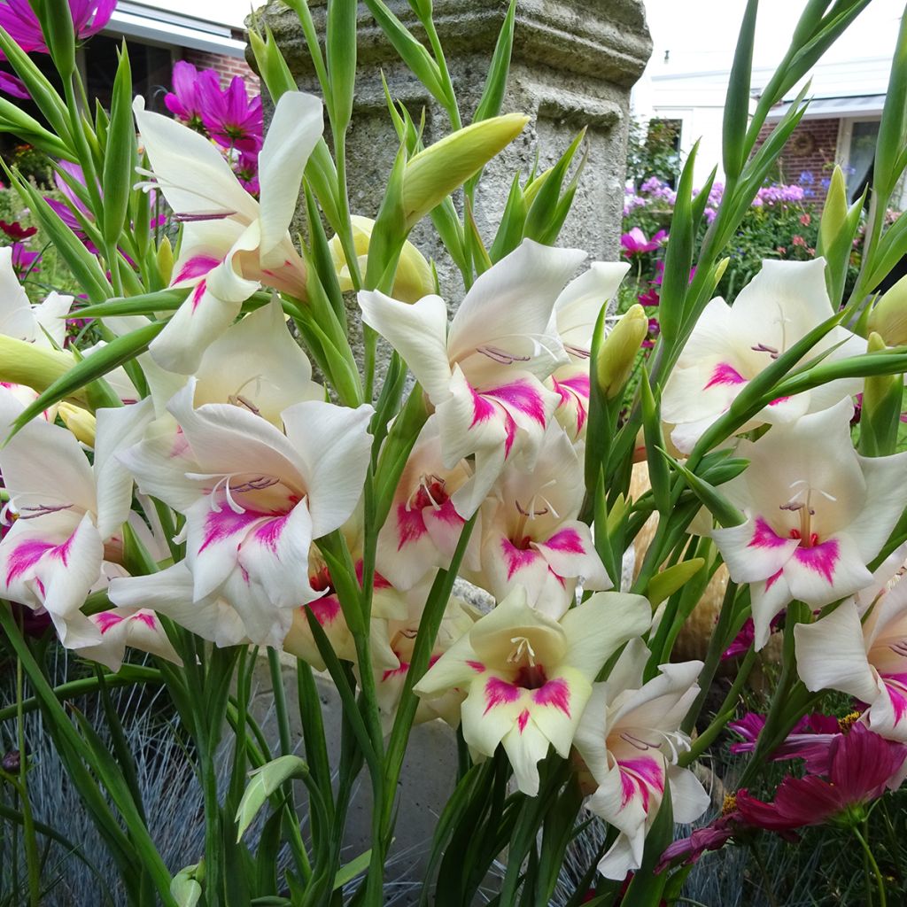 Gladiolus Carine - Sword Lily