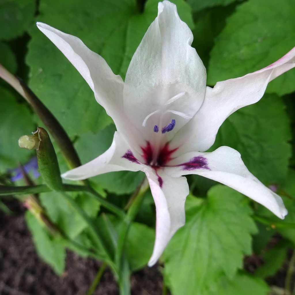 Gladiolus carneus var. albidus - Painted lady