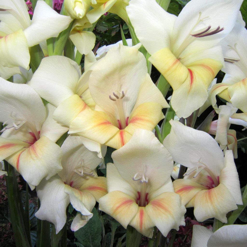 Gladiolus Halley - Sword Lily